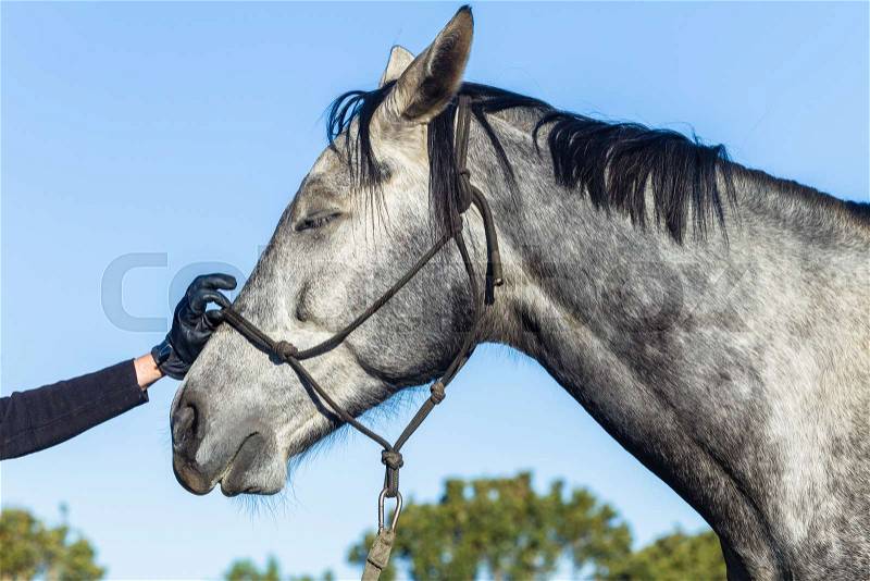 Horse human hand touching head warm blood female equestrian gray animal closeup portrait, stock photo