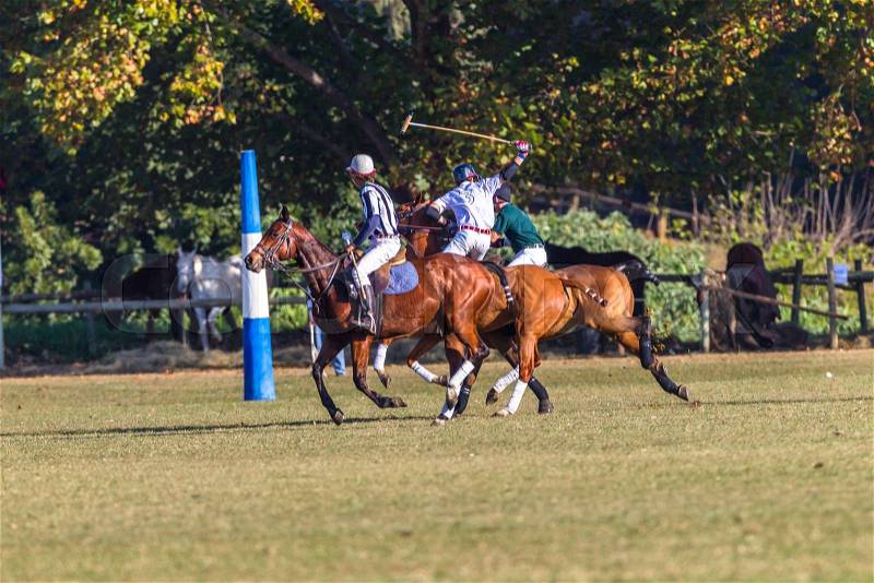 Polo riders players horses ponys game action equestrian sport, stock photo