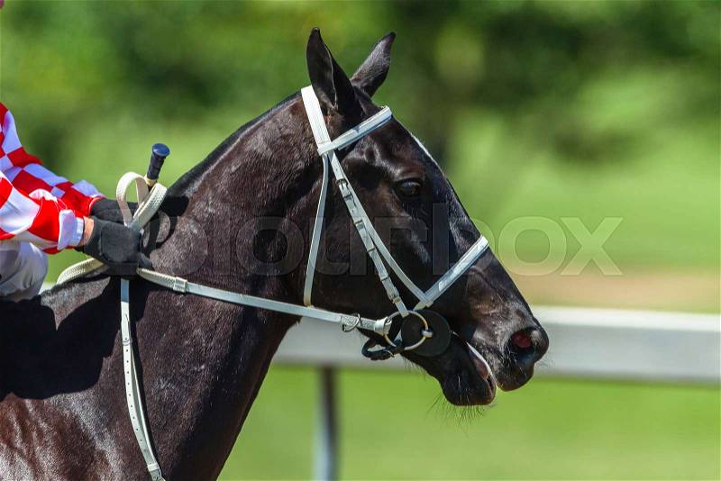 Race horse head neck stirrips blinkers close up on race track, stock photo