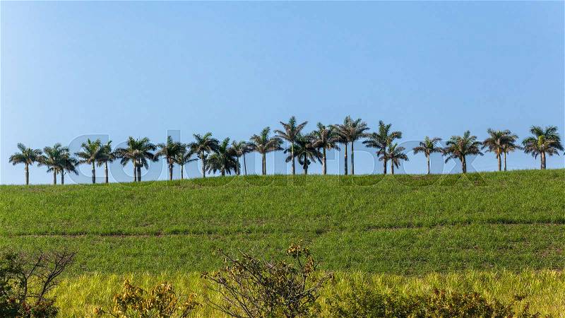 Palm trees lined along pathway on farmland hilltop landscape with blue sky, stock photo