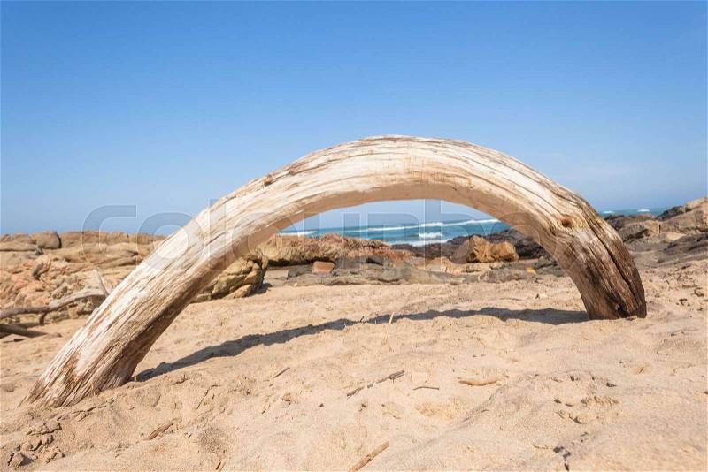 Beach tree curved driftwood natures art along blue ocean rocky coastline landscape, stock photo