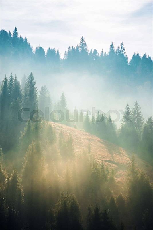 Spruce trees on the slope in fog. beautiful nature scenery in mountains. amazing morning weather, stock photo