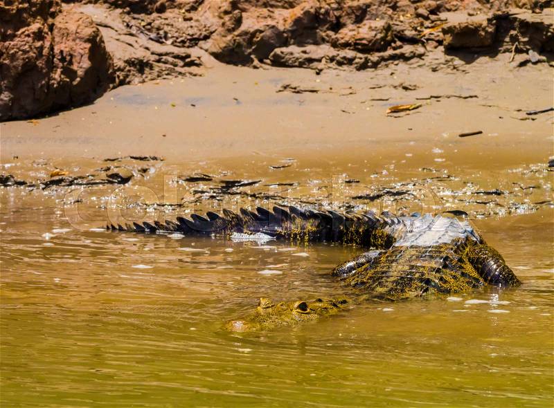 Crocodile plunging into the water to launch an attack on a prey, Usumacinta river, Chiapas, Mexico, stock photo