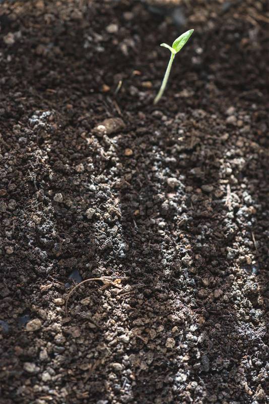 Soil and small new germ plant. Sun rays on the soil. Close up shot. Planting and growing concept, stock photo