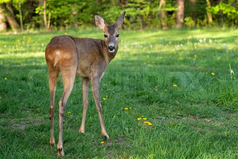 Roe deer, Capreolus capreolus. Wild roe deer in nature, stock photo