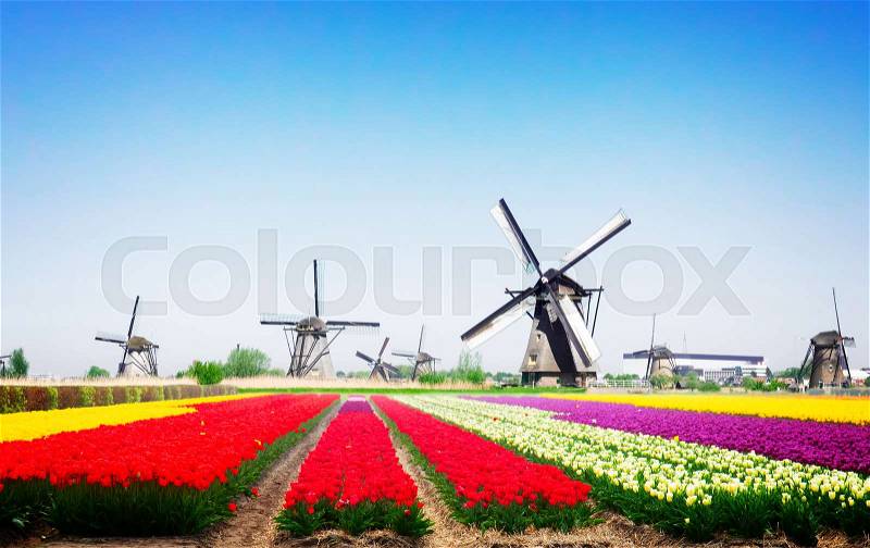 Landscape with traditional Dutch windmill with traditional tulip filed, Netherlands, retro toned, stock photo