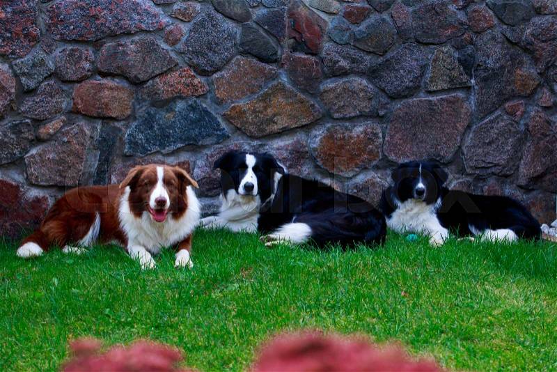 Three dogs of breed Border Collie in a garden on green grass, stock photo