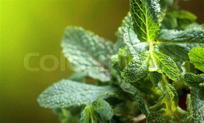 Bunch of fresh green organic mint leaf, closeup . Selective focus. Copy space, stock photo
