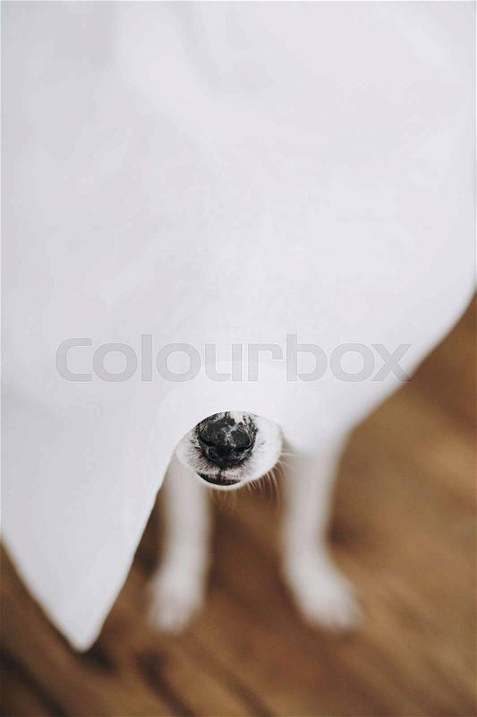 Dog nose under white curtains at window in home. Cute funny dog hiding under curtains, curious black nose close up. Copy space. Adoption concept. Funny playful ..., stock photo