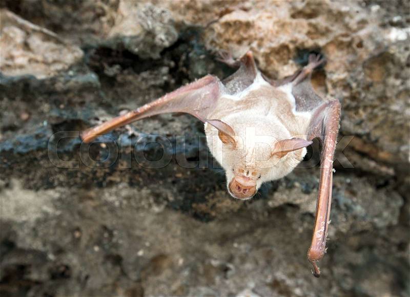 Vampire bat are sleeping in the cave hanging on the ceiling period, stock photo