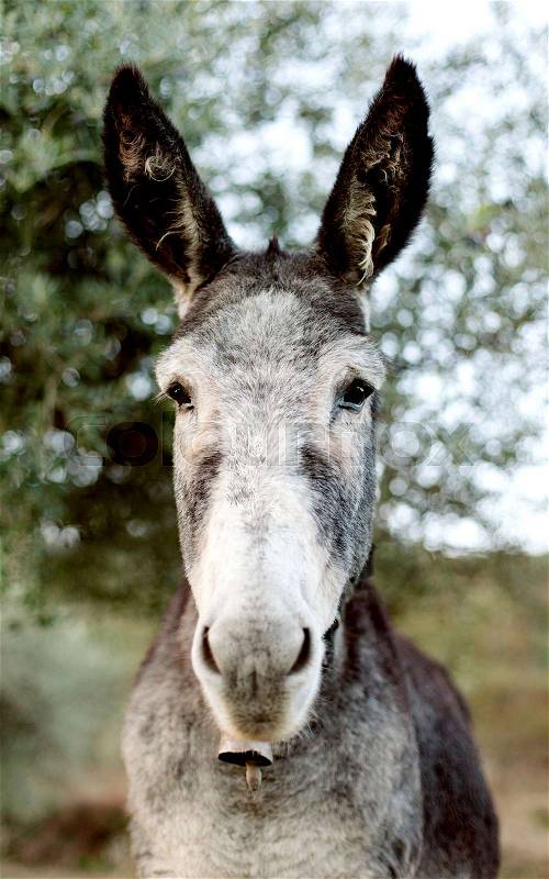 Funny portrait of a grey donkey looking at camera, stock photo