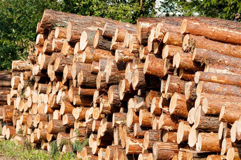Wooden logs of pine woods in the forest, stacked in a pile. Freshly chopped tree logs stacked up on top of each other in a pile, stock photo