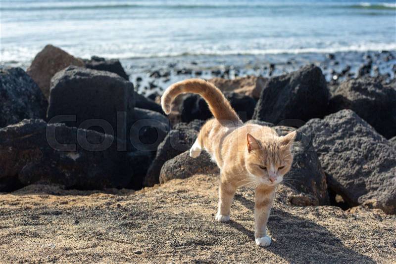 Beautiful red cat among the stones on the beach, stock photo