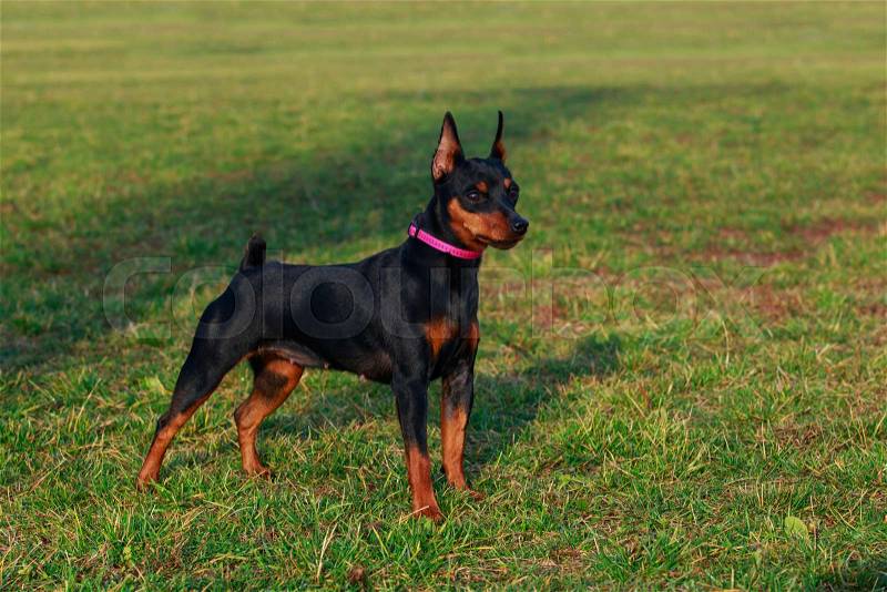 Dog breed Miniature Pinscher stands on the green grass in park, stock photo