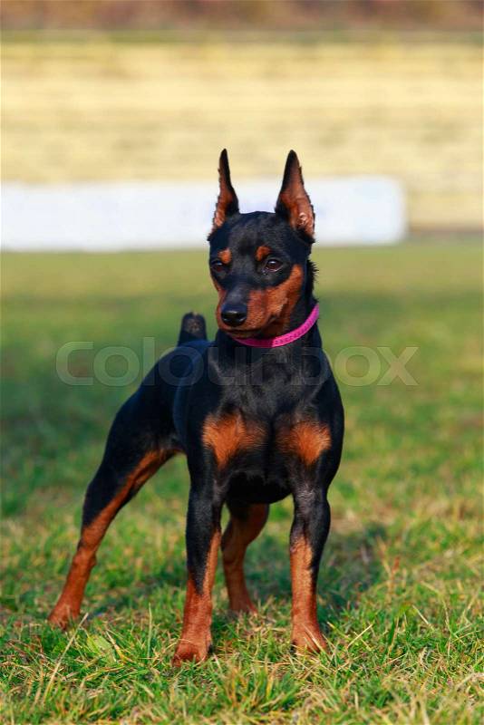 Dog breed Miniature Pinscher stands on the green grass in park, stock photo