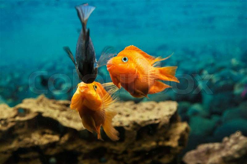 Three aquarian fishes play. Pack of fishes communicate under water, stock photo