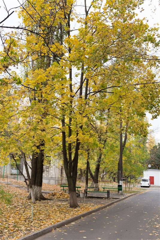 Maple trees in the yard of an apartment building. Green benches between maple trees, stock photo