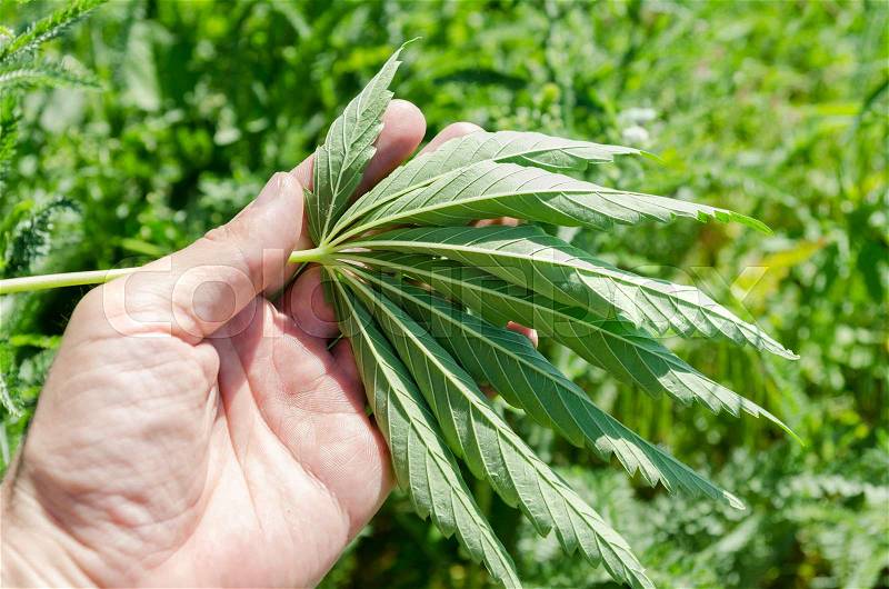 Green leaf of marijuana in hand over field, stock photo
