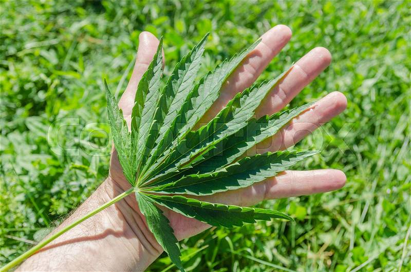Green leaf of marijuana in hand over field, stock photo