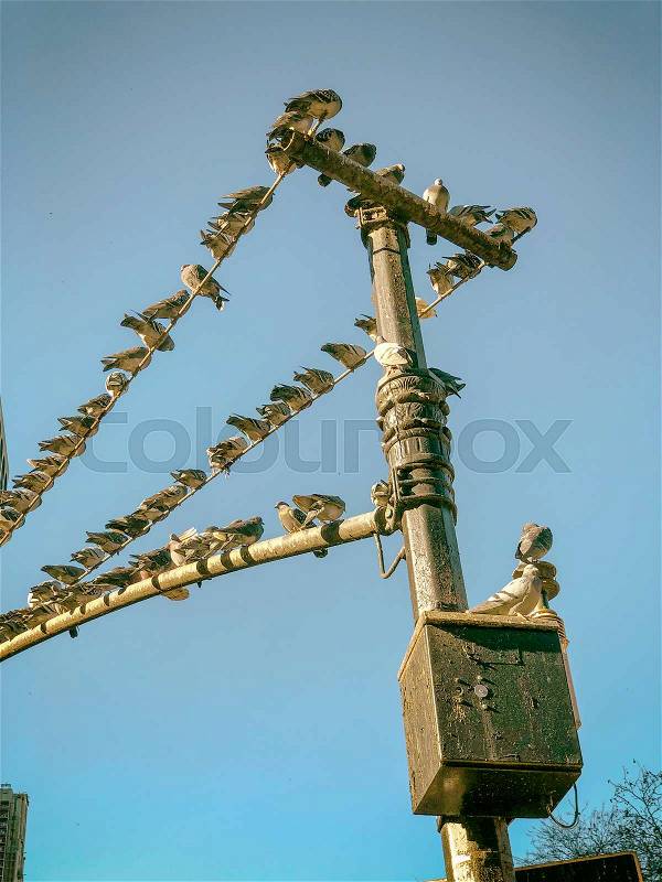 Traffic light post covered by pigeons, stock photo