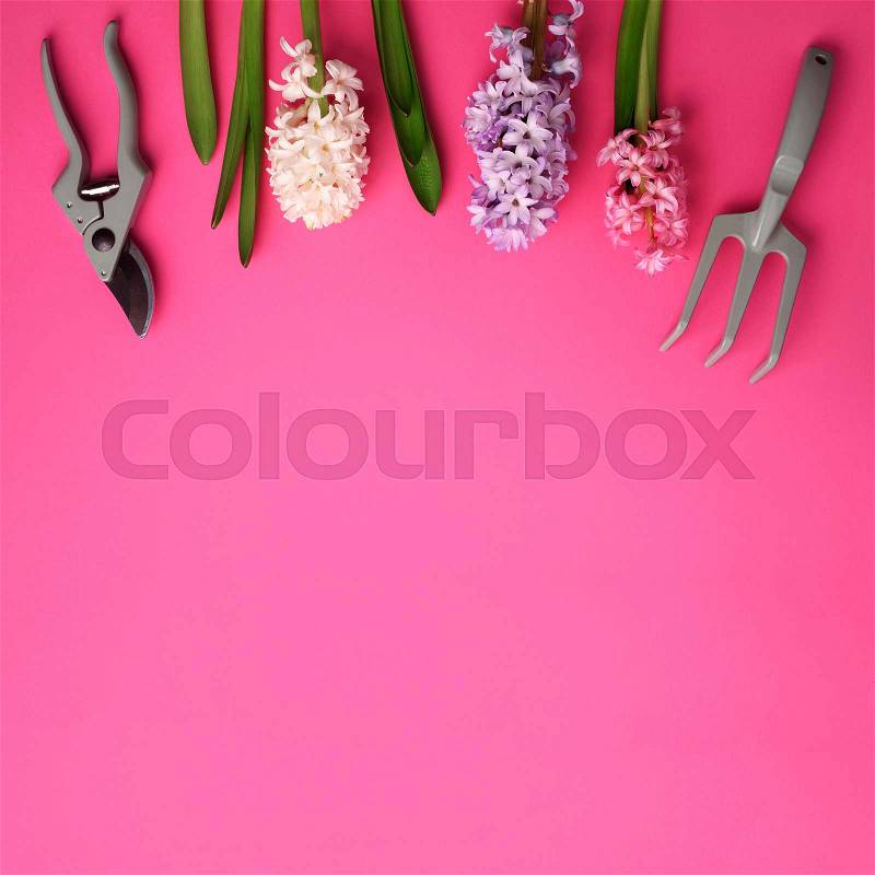 Garden pruner, rake, with flowers on pink punchy pastel background. Square crop with copy space. Spring, summer or garden concept. Creative layout. Top view, flat ..., stock photo