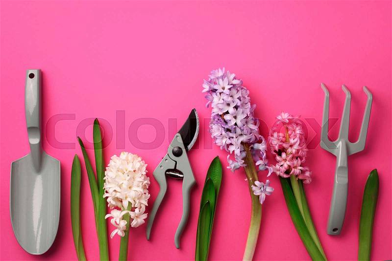 Garden pruner, rake, with flowers on pink punchy pastel background. Banner with copy space. Spring, summer or garden concept. Creative layout. Top view, flat lay, stock photo