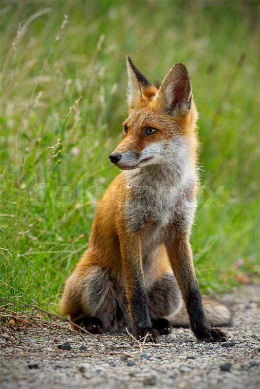 Detail of young red fox, vulpes vulpes, sitting on gravel roadside in summer looking away. Wild animal on road, stock photo