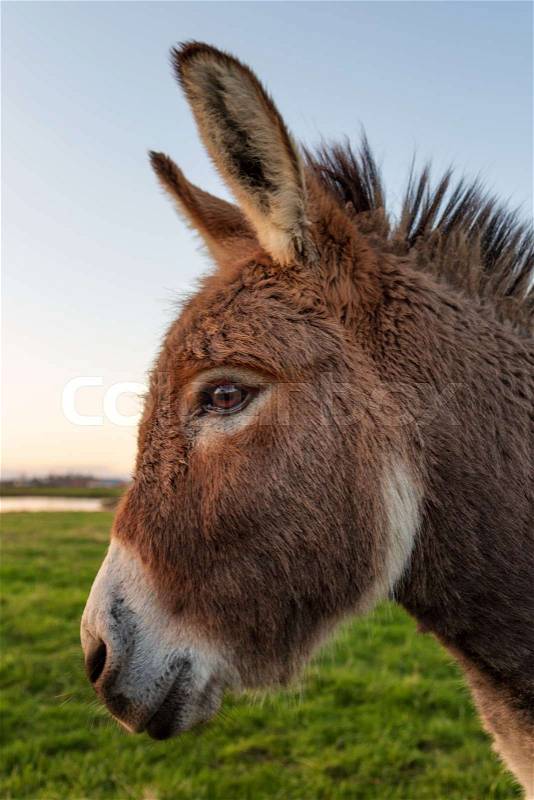Close-up color image of a donkey with golden sunlight, stock photo
