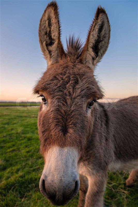 Close-up color image of a donkey with golden sunlight, stock photo
