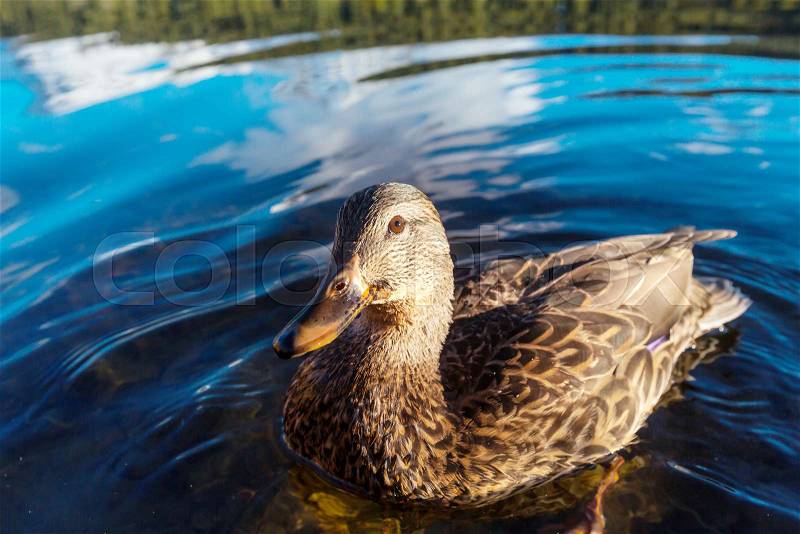 Amazing mallard duck on mountains lake, stock photo
