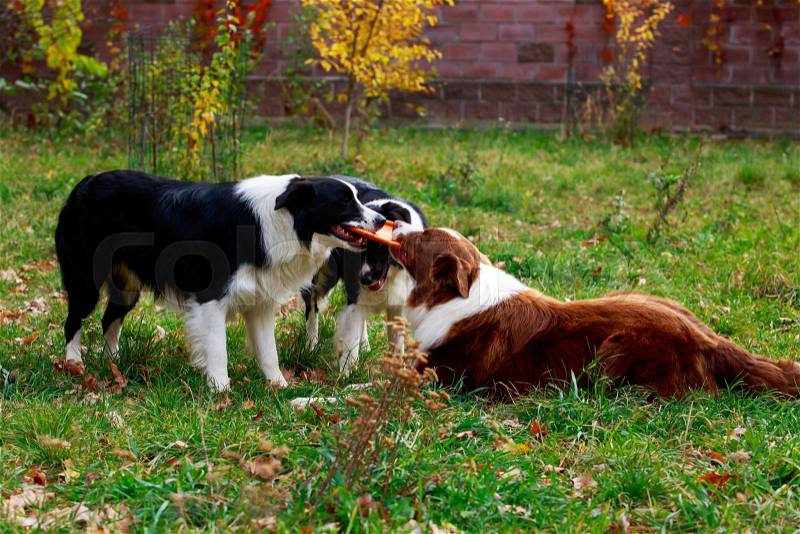 Three dogs of breed Border Collie playing in frisby on the garden, stock photo