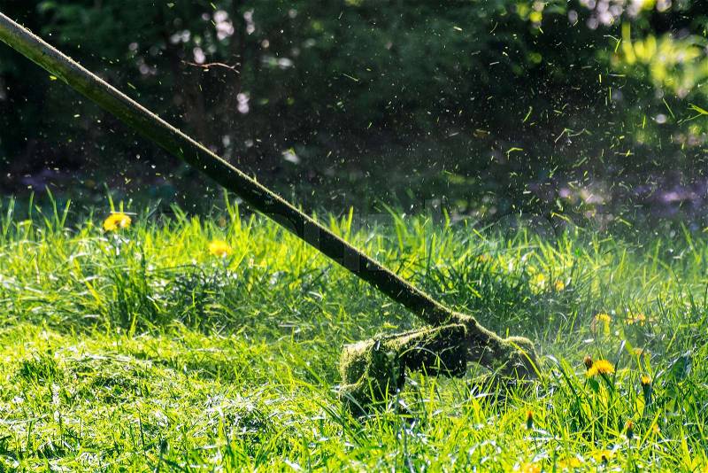 Professional grass mowing in the park. green lawn with yellow dandelions. close up shot of gasoline trimmer head with nylon line cutting fresh green grass to small ..., stock photo