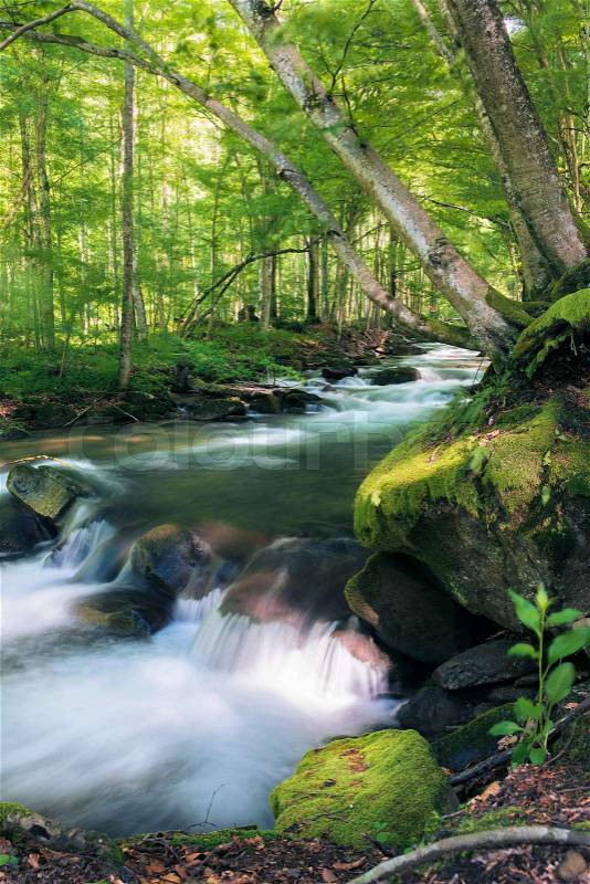 Powerful wild stream in forest. beautiful summer nature scenery. mossy rocks. long exposure, stock photo