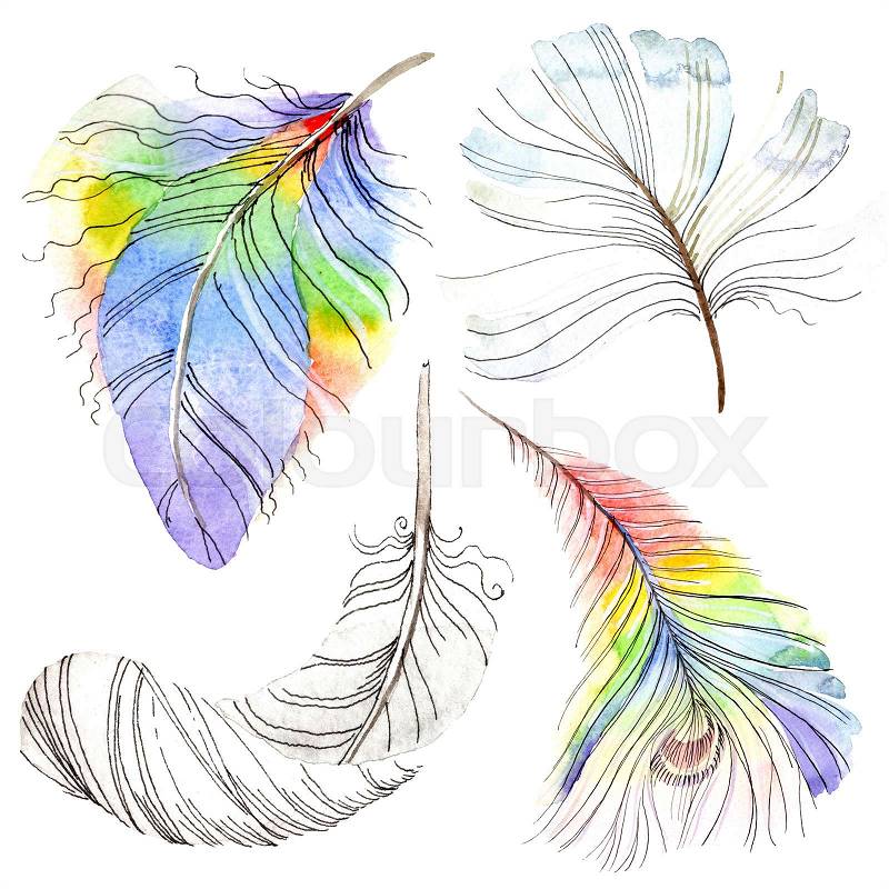 Colorful bird feather from wing isolated. Aquarelle feather for background, texture. Watercolor background illustration set. Watercolour drawing fashion aquarelle ..., stock photo