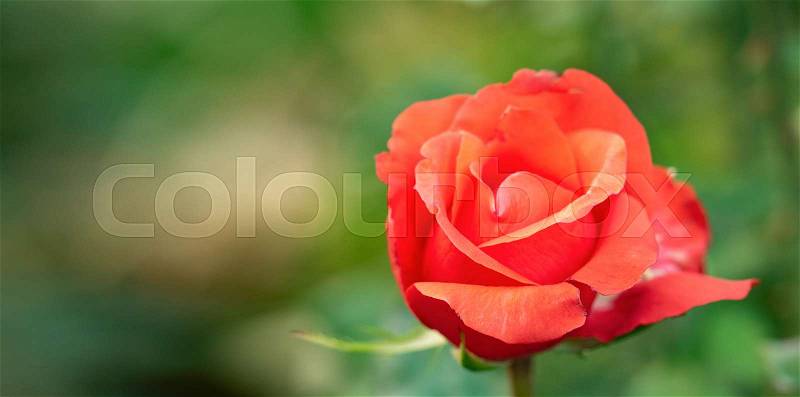 Red rose blooming in rosarium, close up view. Floral background. Single red rose blossoming. Rose flowering with red petals at summer. Blurred background. Selective ..., stock photo