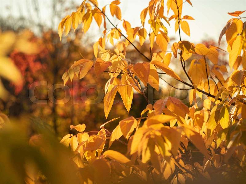 Close up view on tree branch with yellow leaves in autumn forest. Fall foliage. Colorful nature background. Yellow foliage on trees in October wood. Blurred ..., stock photo