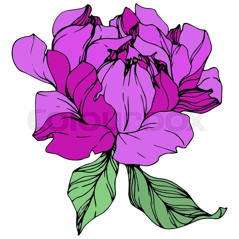 Vector Purple peony floral botanical flower. Wild spring leaf wildflower isolated. Engraved ink art. Isolated peony illustration element, vector