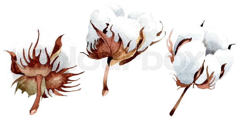 Cotton floral botanical flower. Wild spring leaf wildflower isolated. Watercolor background illustration set. Watercolour drawing fashion aquarelle isolated. ..., stock photo