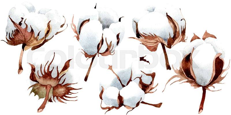 Cotton floral botanical flower. Wild spring leaf wildflower isolated. Watercolor background illustration set. Watercolour drawing fashion aquarelle isolated. ..., stock photo