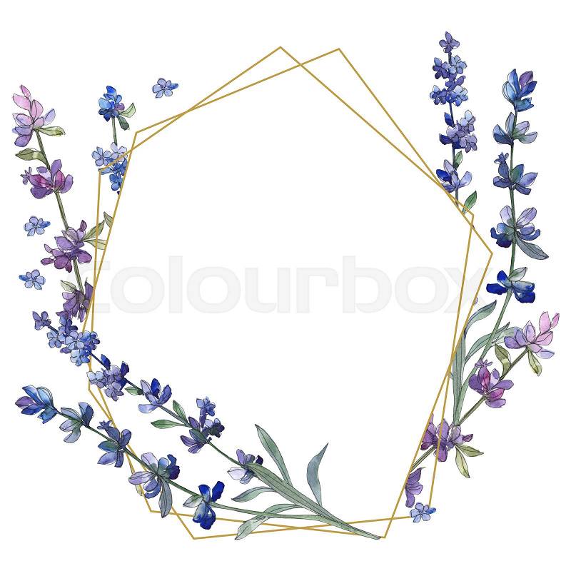 Purple lavender. Floral botanical flower. Wild spring leaf wildflower isolated. Watercolor background illustration set. Watercolour drawing fashion aquarelle ..., stock photo