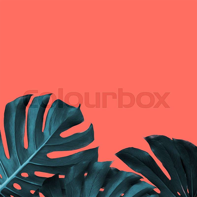 Card with frame of evergreen leaves of monstera on a color of the year 2019 Living Coral background, copy space. Fashionable pantone trendy color of spring-summer ..., stock photo