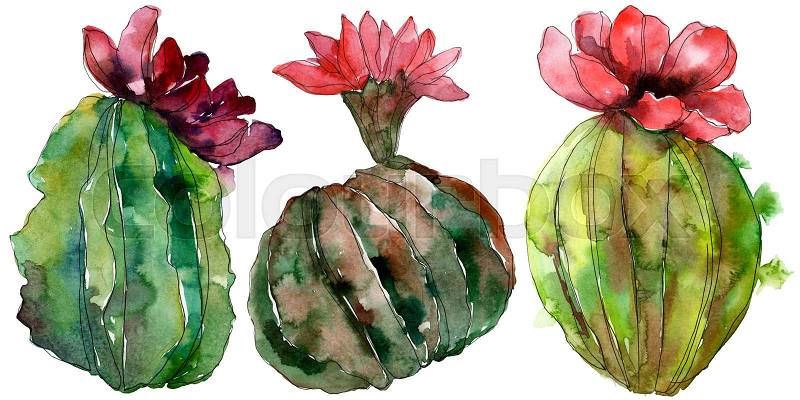 Green cactus floral botanical flower. Wild spring leaf wildflower isolated. Watercolor background illustration set. Watercolour drawing fashion aquarelle. Isolated ..., stock photo