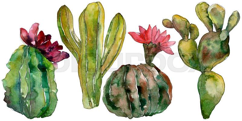 Green cactus floral botanical flower. Wild spring leaf wildflower isolated. Watercolor background illustration set. Watercolour drawing fashion aquarelle. Isolated ..., stock photo