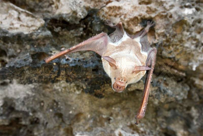 Vampire bat are sleeping in the cave hanging on the ceiling period, stock photo