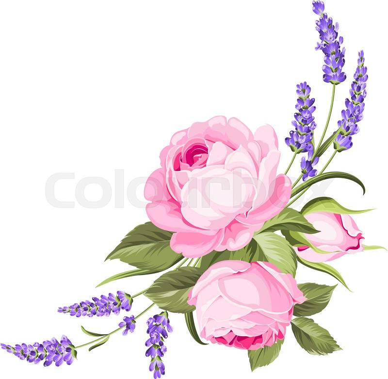 Spring flowers bouquet of color bud garland. Label with rose flowers. Bouquet of aromatic lavender flowers. Invitation card template with violet flowers of lavender. ..., vector