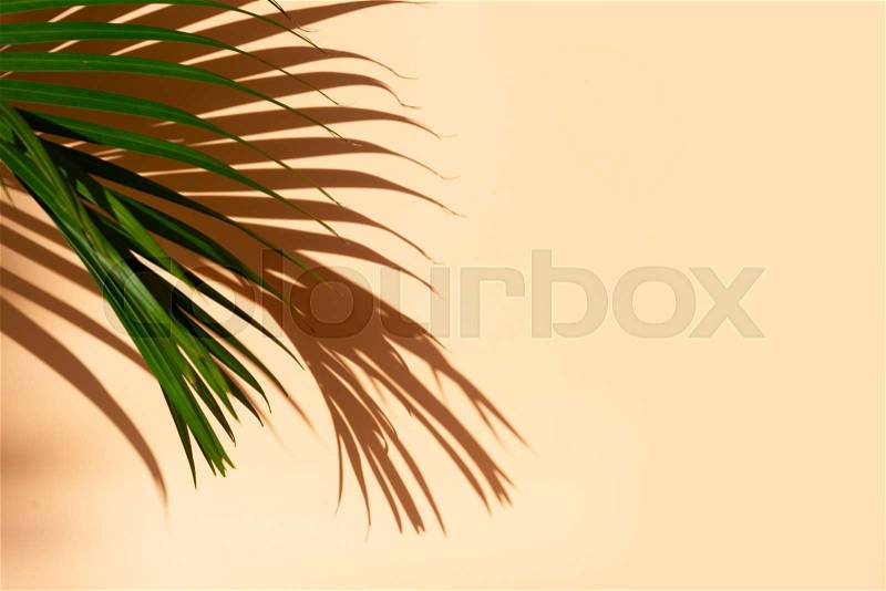 Summer flat lay scenery with tropical palm leaves on pink background with copy space, stock photo