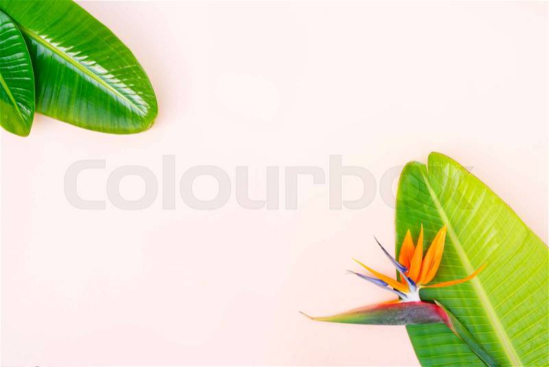 Summer flat lay scenery with tropical leaves and strelizia flower on pink background with copy space, stock photo