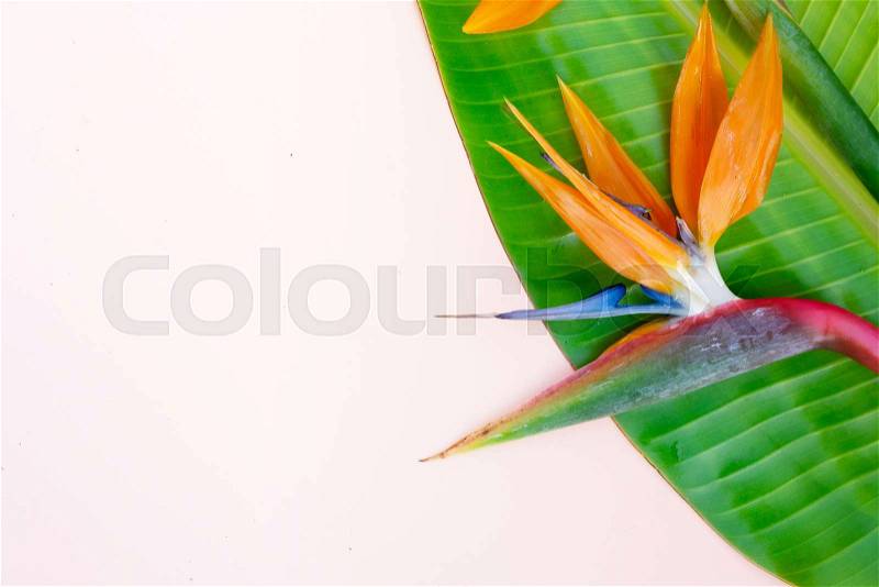 Summer flat lay scenery with tropical strelizia flower and leaves on pink background with copy space, stock photo