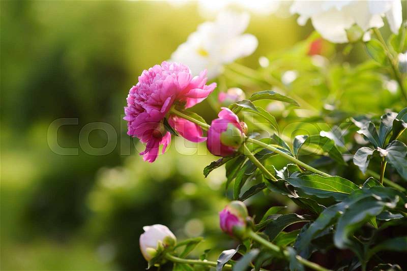 Beautiful fresh pink and white flowers peonies in the garden. Gardening services, stock photo