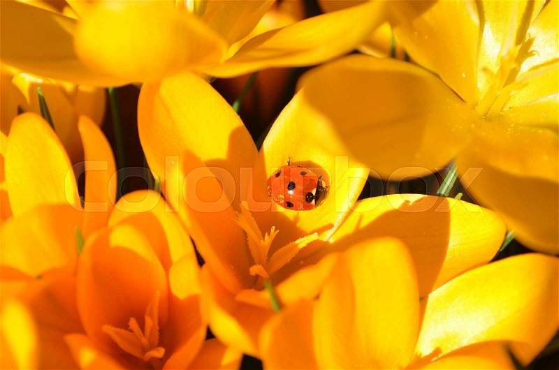 A tiny lady bug among bright yellow crocus spring flowers, stock photo